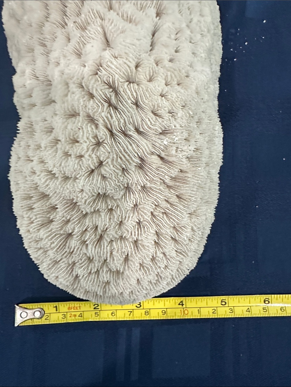 Large Piece of Coral - Picture 5 of 7